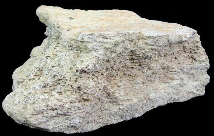Triceratops Frill Shield Section - Montana #71243